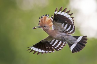 Hoopoe (Upupa epops) Bird of the Year 2022, male with food, prey, bridal gift, mating, courtship,