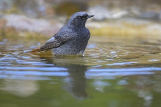Black redstart (Phoenicurus ochruros), male bathing, biosphere reserve, Swabian Alb,