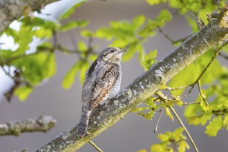 Eurasian wryneck (Jynx torquilla) Germany
