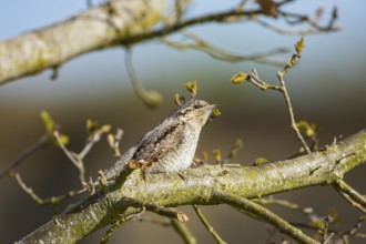 Eurasian wryneck (Jynx torquilla) Germany