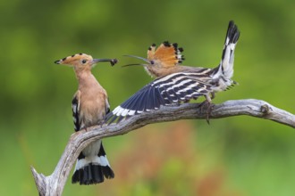 Hoopoe (Upupa epops) Bird of the Year 2022, male with food for his female, bridal gift, pair