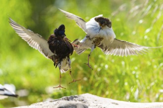 Two ruff flying together fighting, wings spread out over green grass, ruff (Calidris pugnax, syn.: