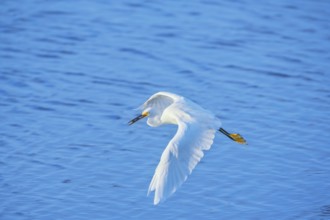 Snowy Egret (Egretta thula) in flight, Sanibel Island, J.N. Ding Darling National Wildlife Refuge,