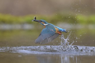 Kingfisher (Alcedo atthis), taking off from the water with a fish in its beak, Lechauen, Bavaria