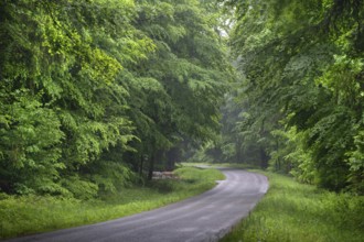 Road leads through a May forest, Franconia, Bavaria, Germany, Europe
