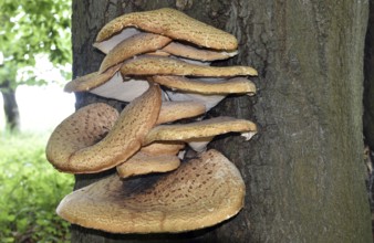 Tree fungus dryad's saddle, dryad's saddle (Cerioporus squamosus), on an old tree trunk