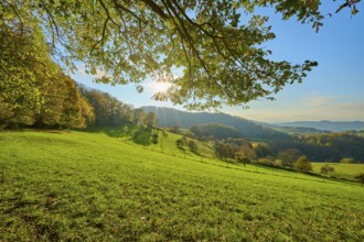 An idyllic landscape with green meadows, trees and hills, illuminated by the sun, Vöckelsbach,