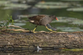A bog hen (Gallinula chloropus) runs over a tree trunk to her chicks in her nest. Bas rhin, Alsace,