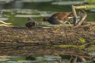 A common moorhen (Gallinula chloropus) provides food for its two-week-old young owl. Bas rhin,