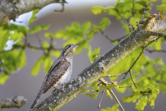 Eurasian wryneck (Jynx torquilla) Germany