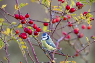 Blue tit (Parus caeruleus) Germany