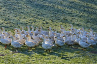 A large community of geese on a meadow covered with morning dew, Kirchzell, Amorbach, Odenwald,