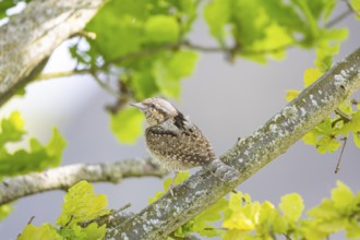Eurasian wryneck (Jynx torquilla) Germany