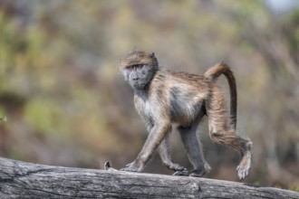 Bear baboon (Papio ursinus), young on a tree trunk, Kruger National Park, South Africa, Africa