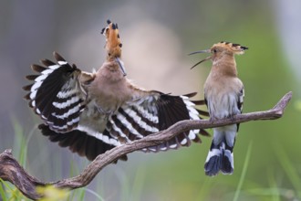 Hoopoe (Upupa epops) Bird of the Year 2022, male with food for his female, bridal gift, pair