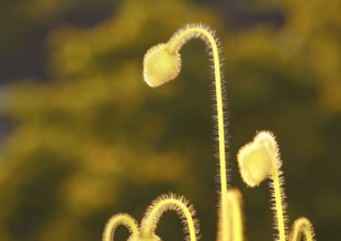Iceland poppy (Papaver nudicaule), buds, in the evening light, North Rhine-Westphalia, Germany,