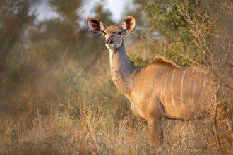 Greater kudu (Tragelaphus strepsiceros) in dry grass, adult female in evening light, alert, Kruger