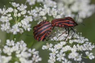 Mating striped bugs (Graphosoma lineatum) on a goutweed flower, Bavaria, Germany, Europe