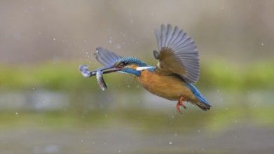 Kingfisher (Alcedo atthis), in flight with two fish in its beak, Lechauen, Bavaria