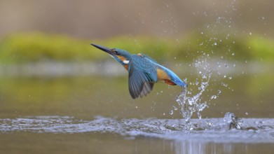 Kingfisher (Alcedo atthis), taking off from the water, Lechauen, Bavaria