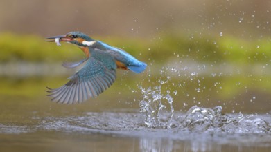 Kingfisher (Alcedo atthis), taking off from the water with a fish in its beak, Lechauen, Bavaria