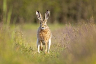 European hare (Lepus europaeus) Flowering meadow as habitat, foraging on a country lane, open