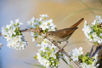 Nightingale (Luscinia megarhynchos) Germany