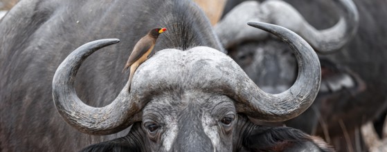 Cape buffalo (Syncerus caffer caffer) with yellowbill oxpecker (Buphagus africanus), Kruger