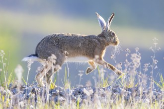 European hare (Lepus europaeus) Germany