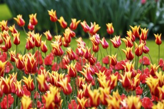 Bicoloured tulips (Tulipa), colourful tulip bed, red and yellow, Keukenhof gardens, Lisse,