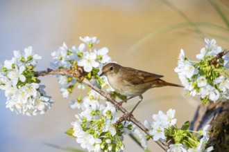 Nightingale (Luscinia megarhynchos) Germany