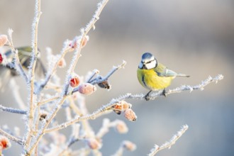 Blue tit (Parus caeruleus) Germany