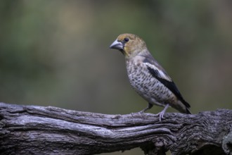 Hawfinch (Coccothraustes coccothrauste, juvenile, Emsland, Lower Saxony, Germany, Europe
