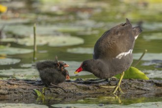 A common moorhen (Gallinula chloropus) provides food for its two-week-old young owl. Bas rhin,