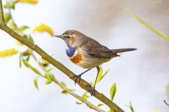 Bluethroat (Luscinia svecica cyanecula) ml Germany