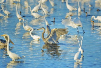 Great egrets (Casmerodius albus) and great blue herons (Ardea herodias) looking for fish in a pond,