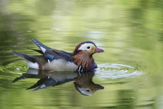 Mandarin duck on a lake, June, Germany, Europe