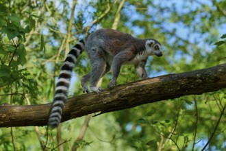 A catta (Lemur catta) walking on a branch in a natural environment, France, Europe