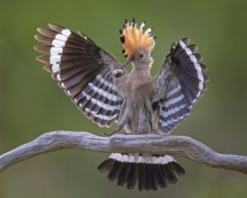 Hoopoe (Upupa epops) Bird of the Year 2022, male with food for his female, bridal gift, mating,