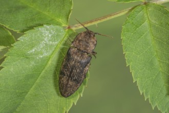 Agrypnus murinus beetle (Adelocera murina) sitting on a green leaf in a natural environment,