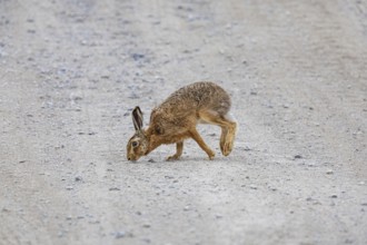 European hare (Lepus europaeus) Germany