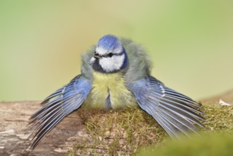 Blue tit (Parus caeruleus), sitting with spread wings on moss-covered dead wood, Wilnsdorf, North