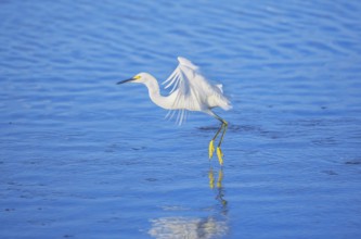 Snowy Egret (Egretta thula) starting flight, Sanibel Island, J.N. Ding Darling National Wildlife