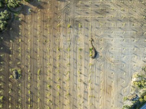 Fields of olive trees, trees planted in rows, aerial view, near village Cabra, Andalusia, Spain,