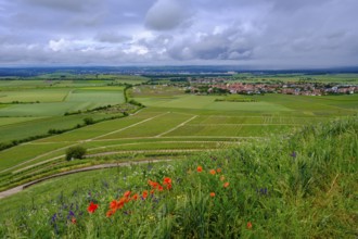 Terroir f, viewpoint in the vineyards on the Schwanberg near Rödelsee, Steigerwald nature park
