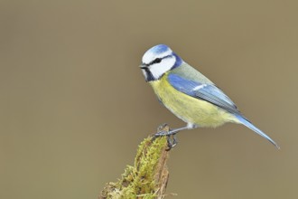Blue tit (Parus caeruleus), sitting on moss-covered dead wood, Wilnsdorf, North Rhine-Westphalia,