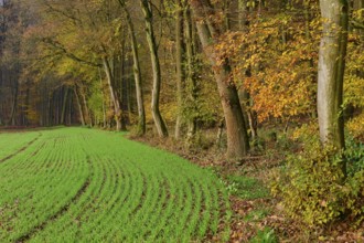 Green field, next to autumn coloured trees in the forest, Hornbach, Walldürn, Odenwald,