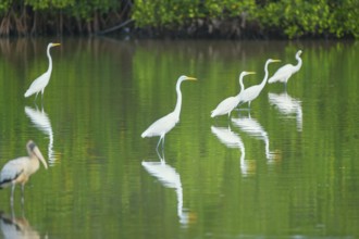Great white egrets (Ardea alba) looking for food in a pond, Sanibel Island, J.N. Ding Darling