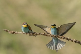 European bee-eater (Merops apiaster) on a branch during the breeding season in spring. Jechtingen,