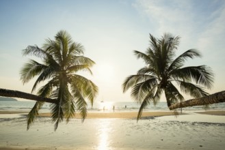 Sandy beach beach with coconut palms, Khlong Chao Beach, sunset, Koh Kood, Koh Kut, Gulf of